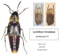 Imagem de Lordithon trinotatus (Erichson 1839)