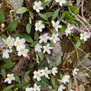 Claytonia multiscapa subsp. pacifica (Mc Neill) John M. Mill. & K. L. Chambers resmi