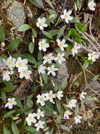 Image of Pacific springbeauty