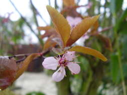 Image of Cherry Plum