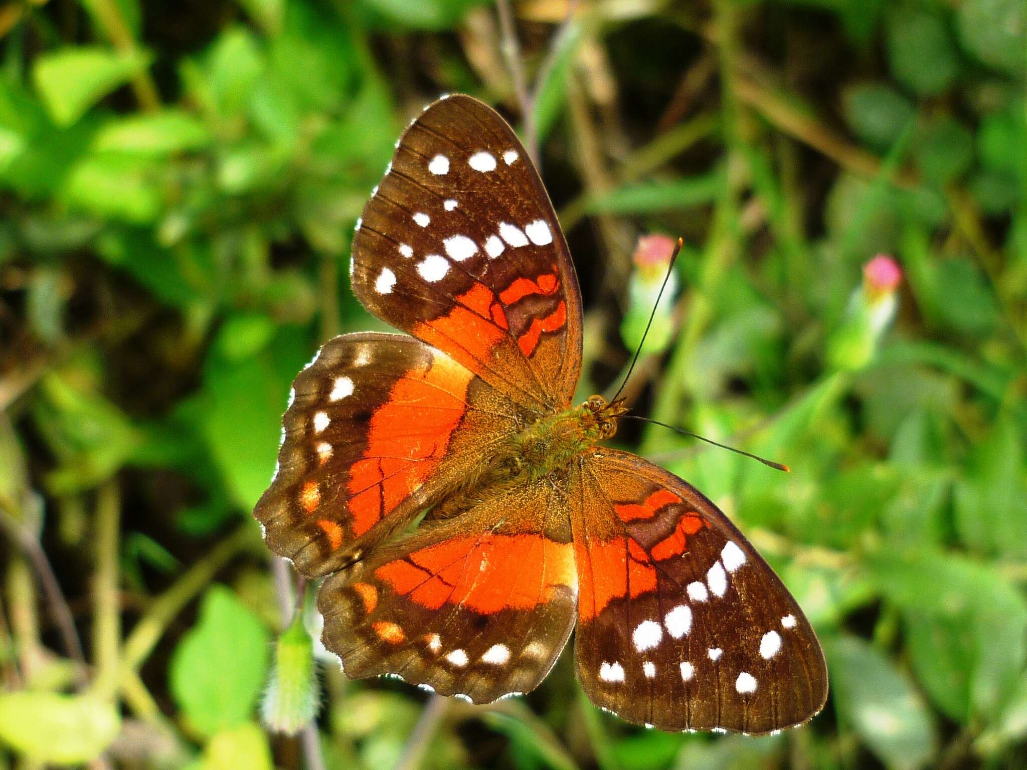 Image of Anartia amathea Linnaeus 1758