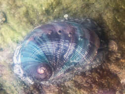 Image of Midas Ear Abalone