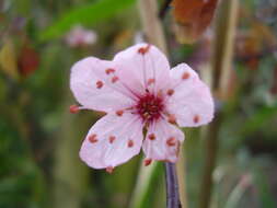 Image of Cherry Plum