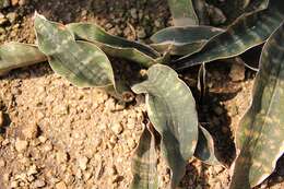 Image of Sansevieria kirkii Baker