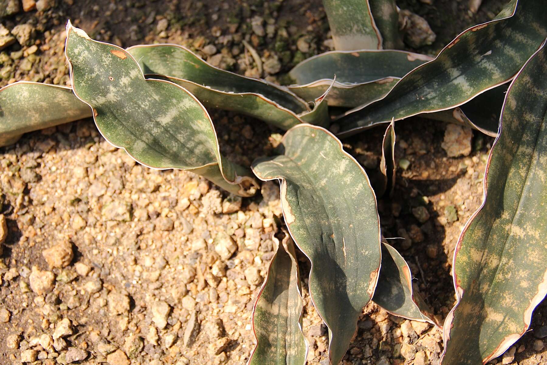 Image de Sansevieria kirkii Baker