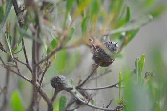 صورة Asphondylia dodonaeae Kolesik 1995