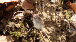 Image of Maryland hawkweed