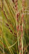 Image de Tetraria triangularis (Boeckeler) C. B. Clarke