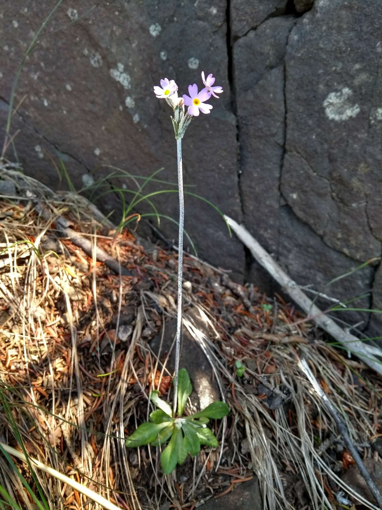 Image of Primula laurentiana Fern.