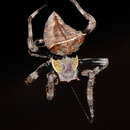 Image of Abandoned-web Orb-weaver