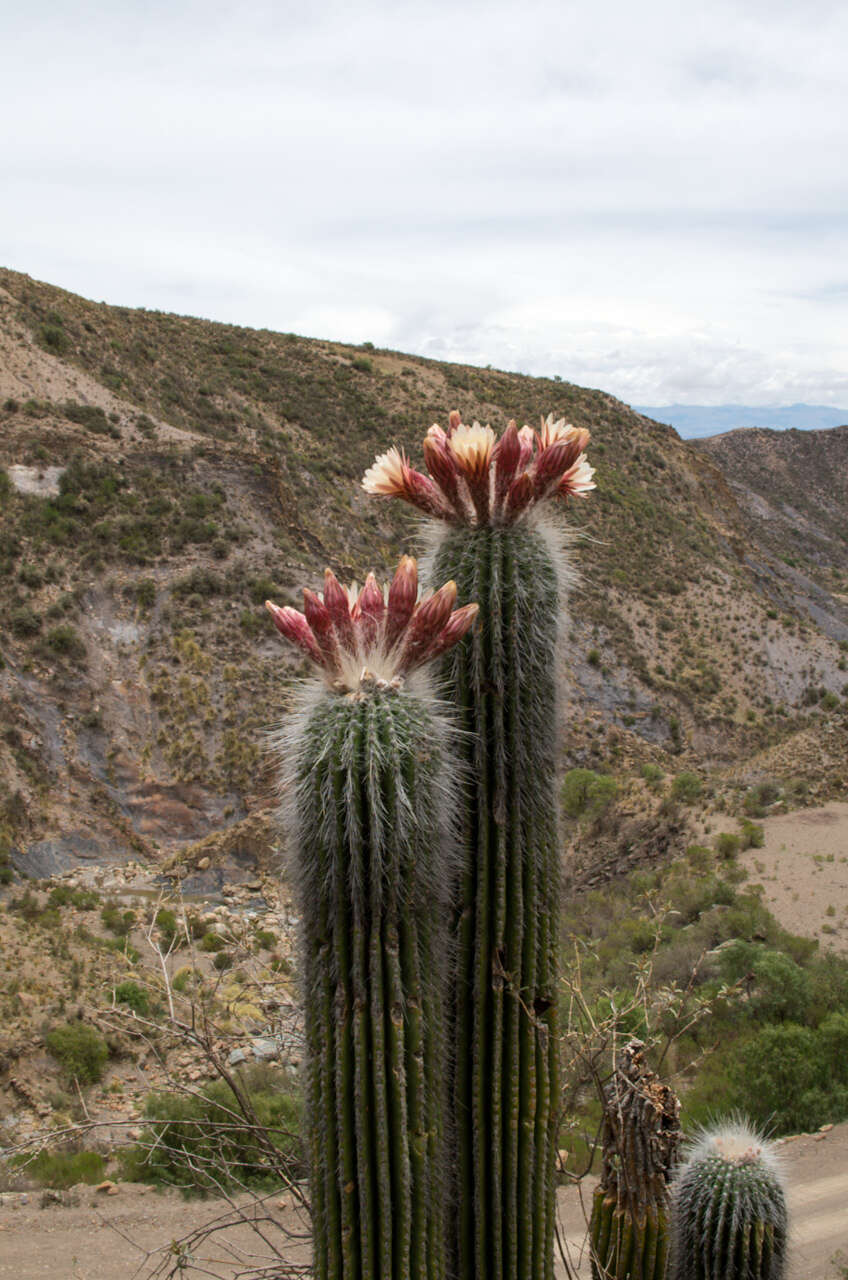 Imagem de Echinopsis tarijensis subsp. bertramiana (Backeb.) M. Lowry