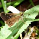 Image of Barred Skipper