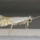 صورة Phyllonorycter clemensella (Chambers 1871)