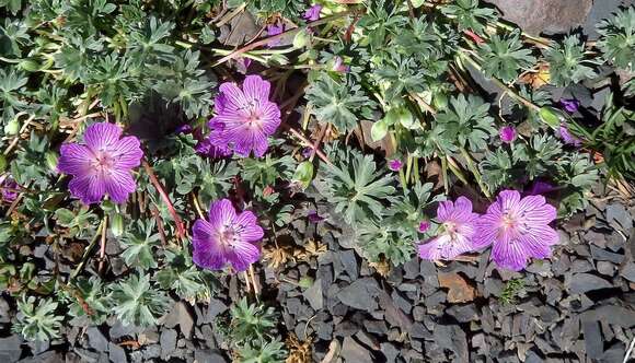 Image of Geranium subargenteum Lange ex Willk. & Lange