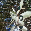 Image of Strobilanthes kunthiana