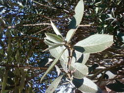 Image of Strobilanthes kunthiana