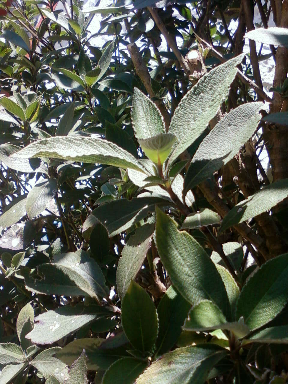 Image of Strobilanthes kunthiana