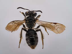 Andrena minutula (Kirby 1802) resmi