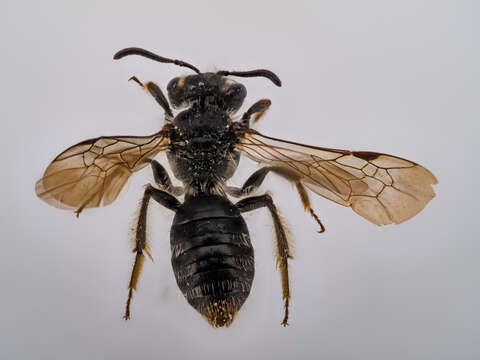 Image of andrena minitula