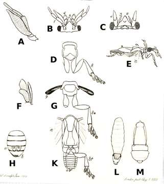 Image of twisted-winged parasites