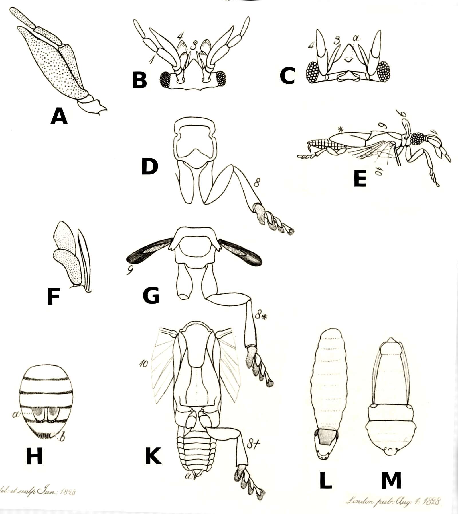 Imagem de Strepsiptera