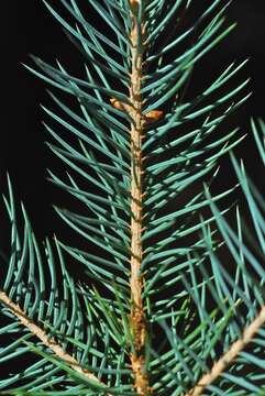 Image of Chihuahua Spruce