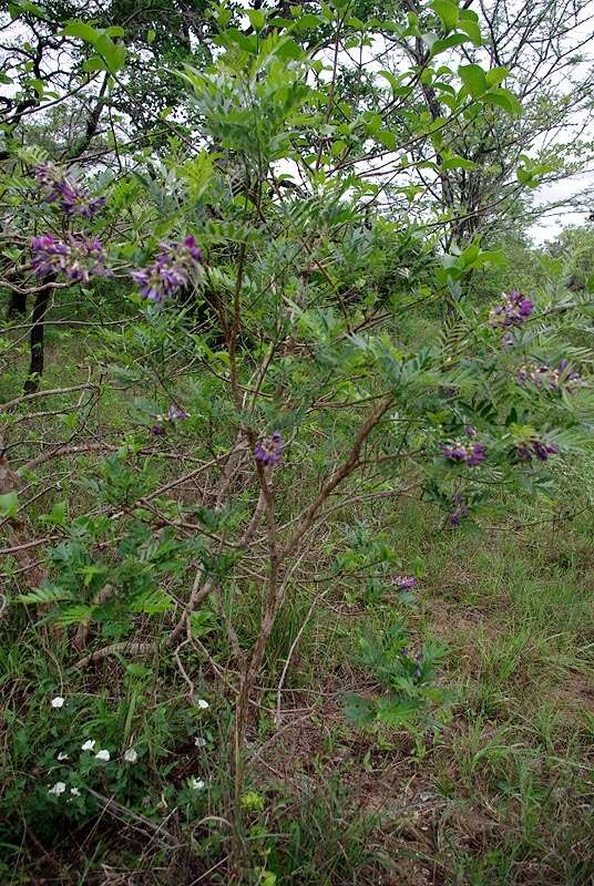 صورة Mundulea sericea subsp. sericea