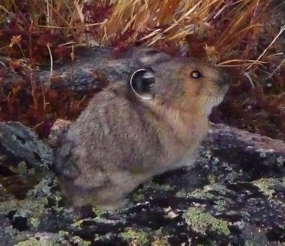 Image of Ochotona subgen. Pika Lacépède 1799