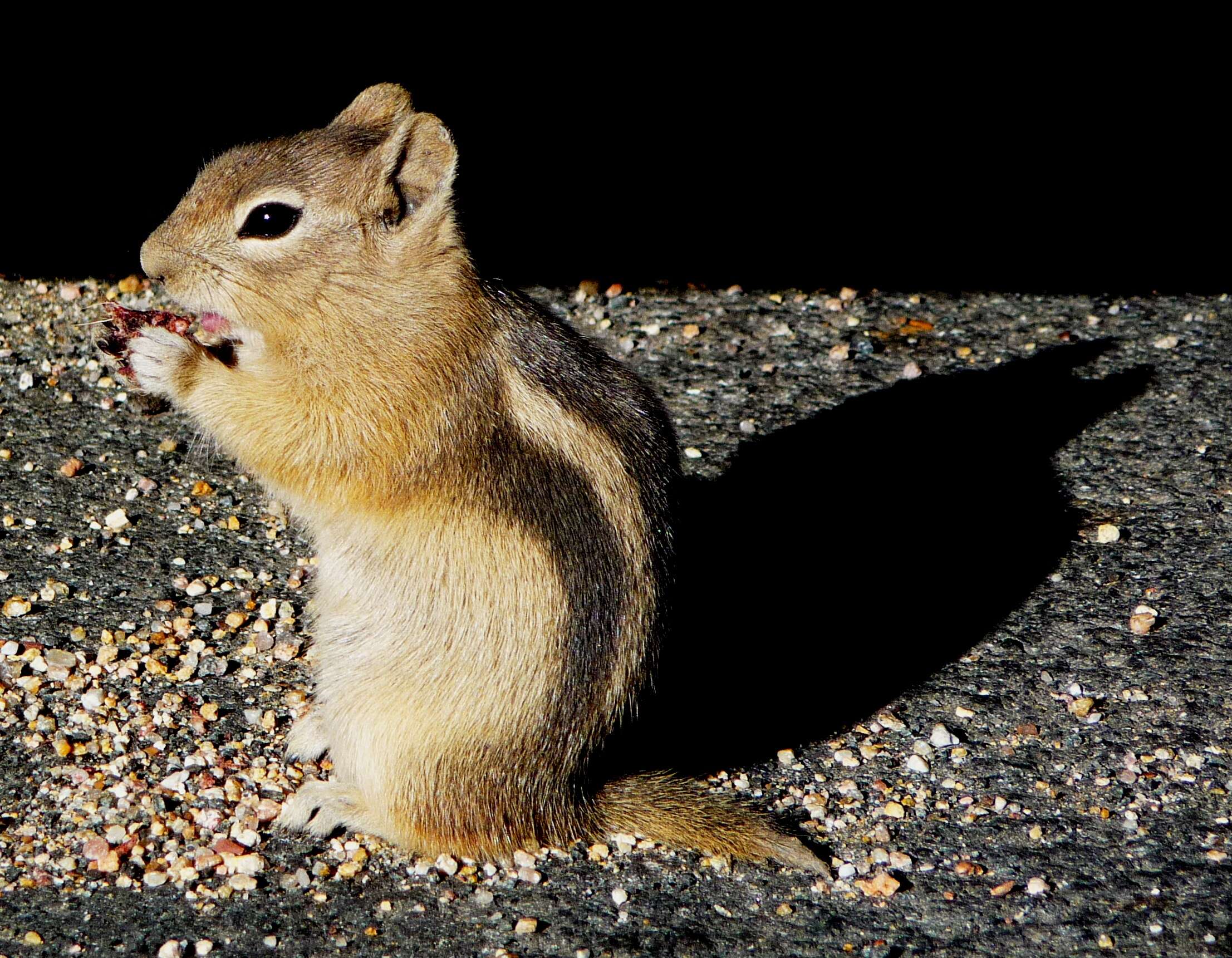 Callospermophilus Merriam 1897 resmi