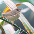 Imagem de Phylloscopus armandii (Milne-Edwards 1865)