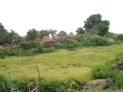 Imagem de Panicum flexuosum Retz.