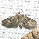 Image of Eupithecia edna Hulst 1896