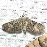 Image of Eupithecia edna Hulst 1896