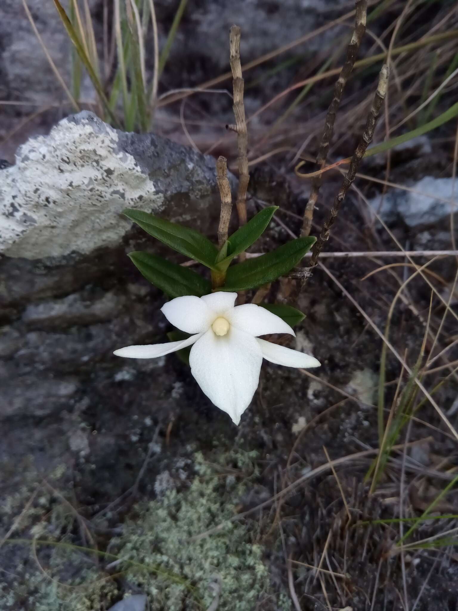 Imagem de Angraecum coutrixii Bosser