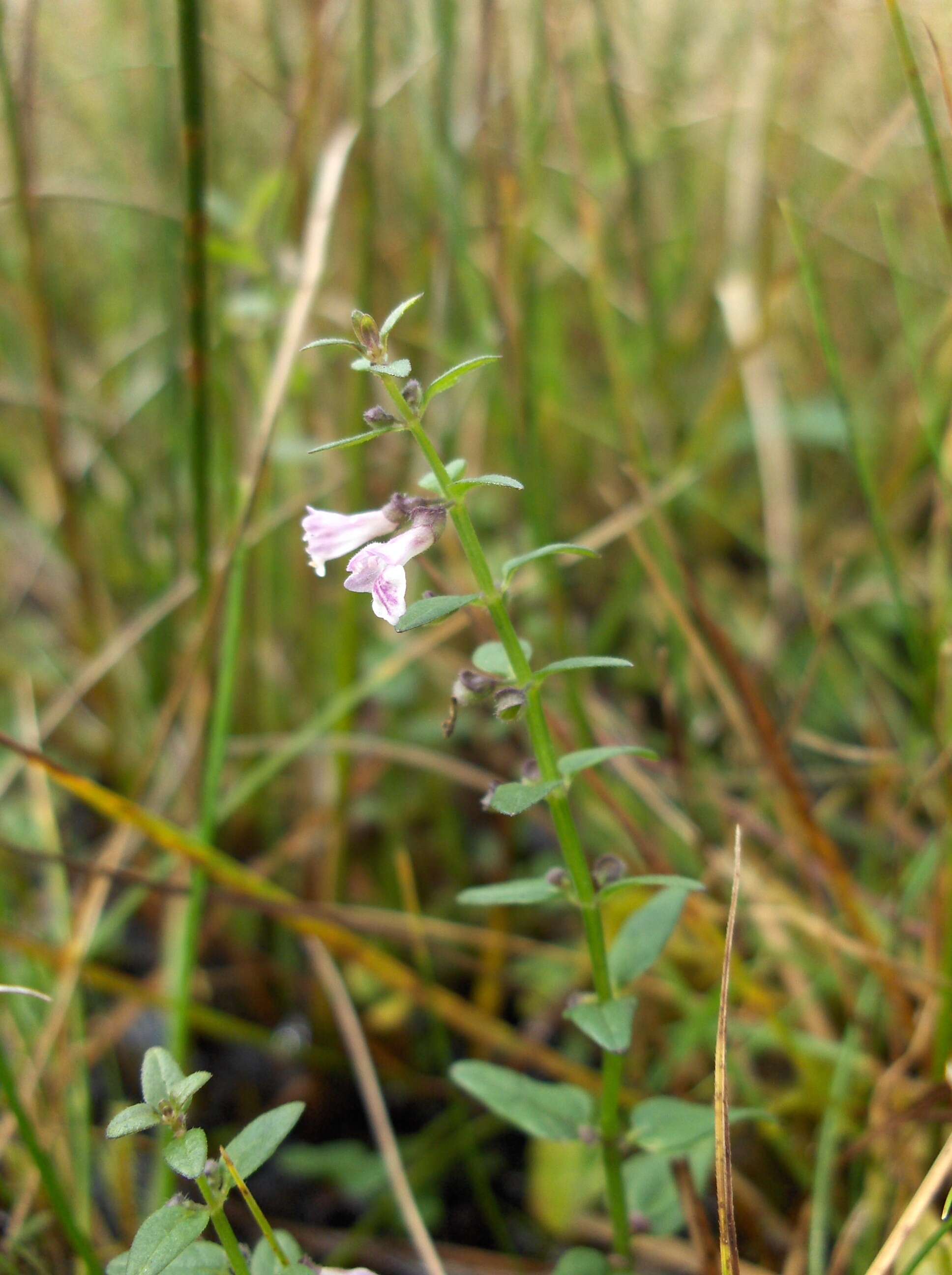 Image of lesser skullcap