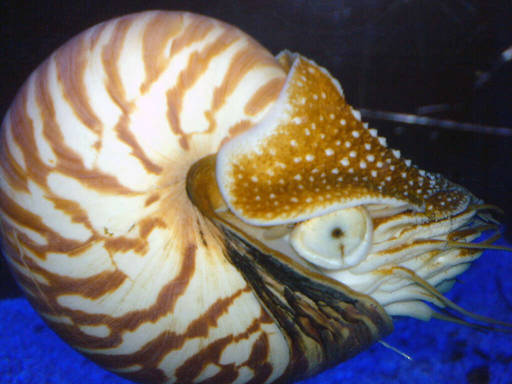 Plancia ëd Nautilus pompilius Linnaeus 1758