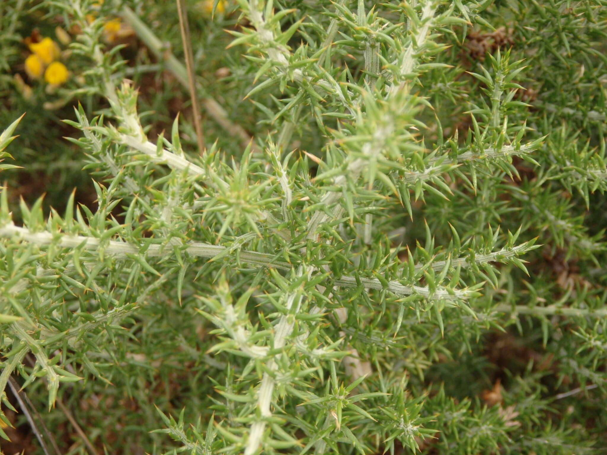 Image de Ulex micranthus Lange