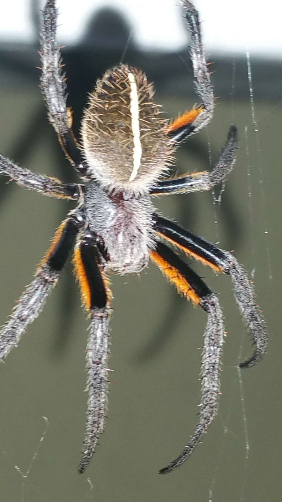 Image of Eriophora fuliginea (C. L. Koch 1838)