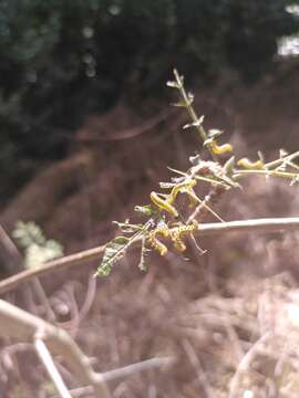 Image of Mountain-ash sawfly