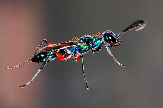 Image of Emerald cockroach wasp