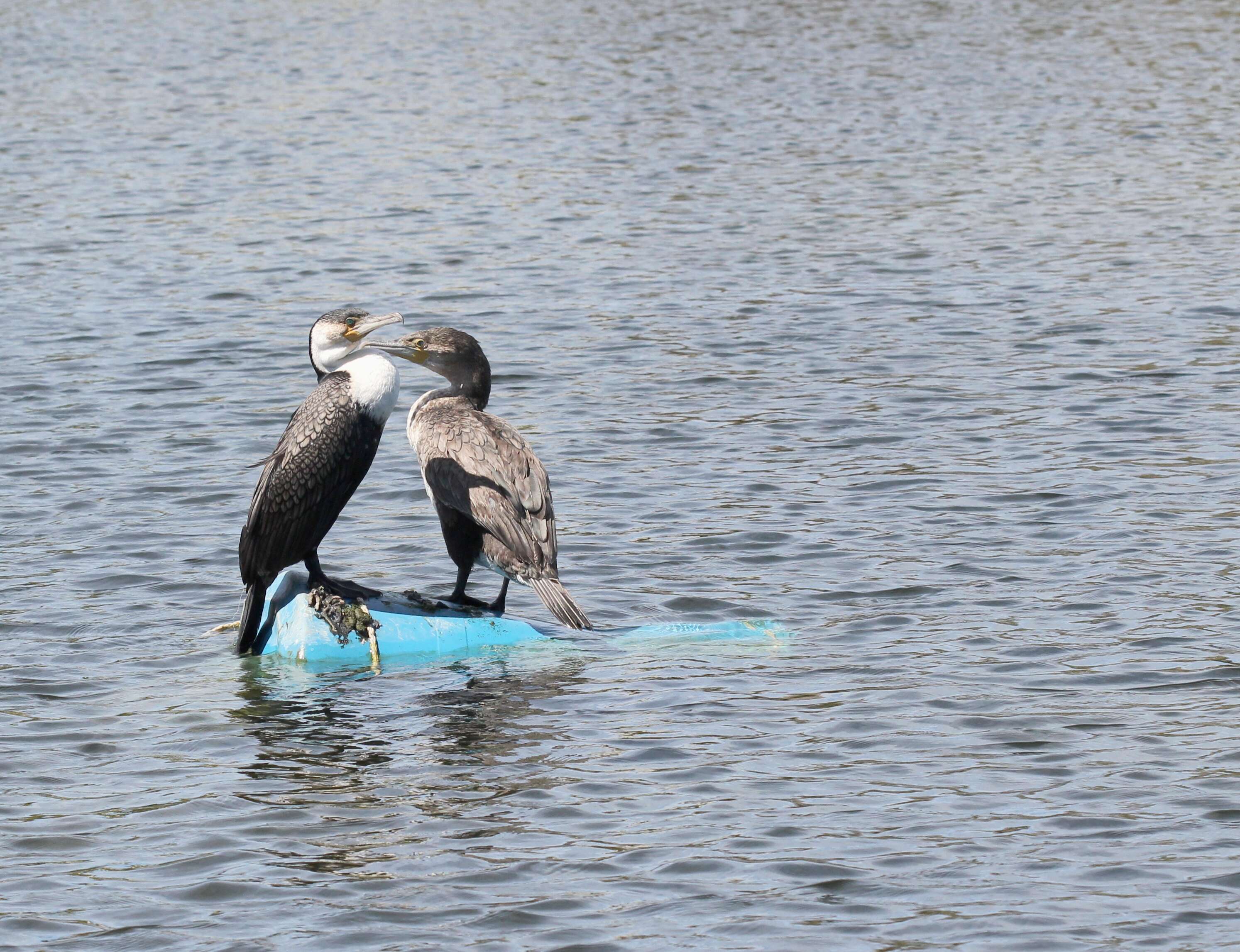 Image of White-breasted Cormorant