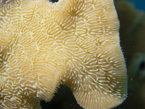 Image of leaf coral