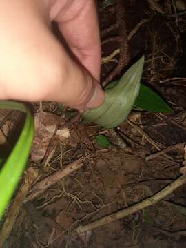 Image of Eucosia longirostrata (Hayata) T. C. Hsu