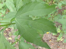 Image of great ragweed