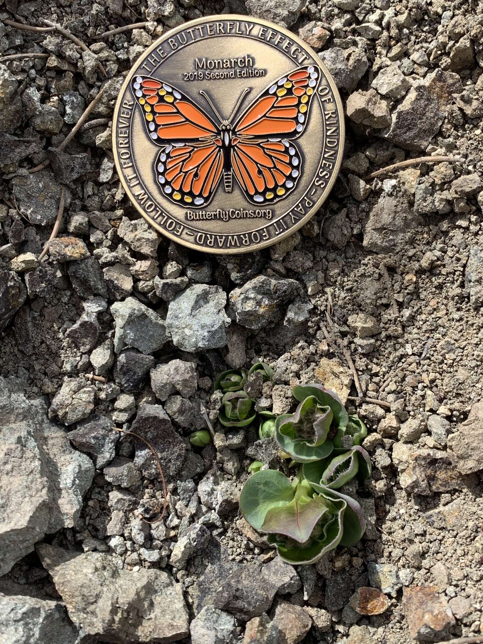 Image of Davis' milkweed