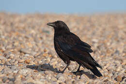 Image of Carrion Crow