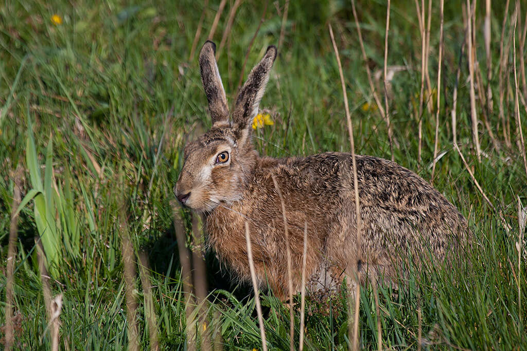 Image of brown hare, european hare