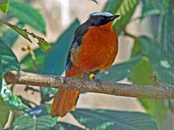 Image of White-crowned Robin-Chat