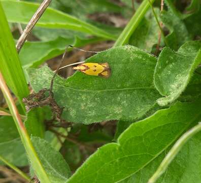 Image of Sulfur knapweed root moth