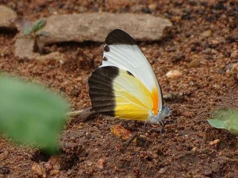 Image de Mylothris chloris (Fabricius 1775)